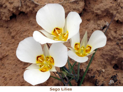 Sego Lilies